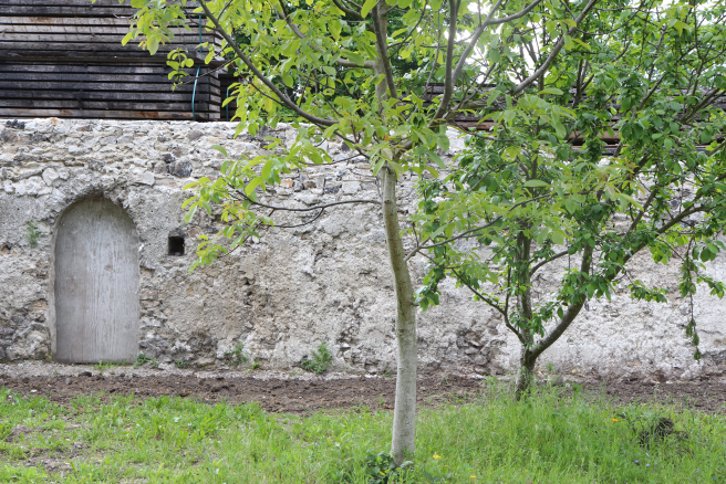 A Montreuil, les Murs à Pêches constituent un patrimoine historique et naturel de la ville A Montreuil, les Murs à Pêches constituent un patrimoine historique et naturel de la ville