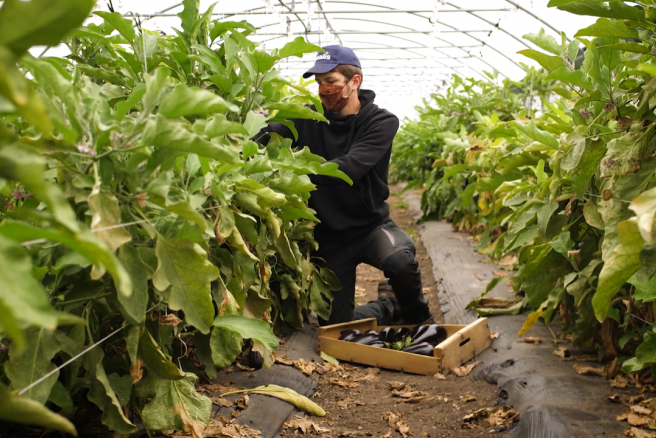 Les participants au chantier d’insertion « Jardin de Cocagne - ACR Potager Verger au château de la Roche-Guyon » sont formés au maraîchage. Ici, un participant récolte des aubergines.