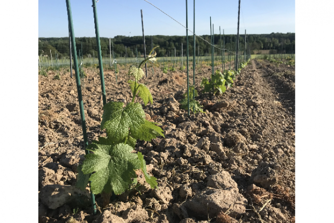 Les premières vignes ont été plantées en 2021 Les premières vignes ont été plantées en 2021
