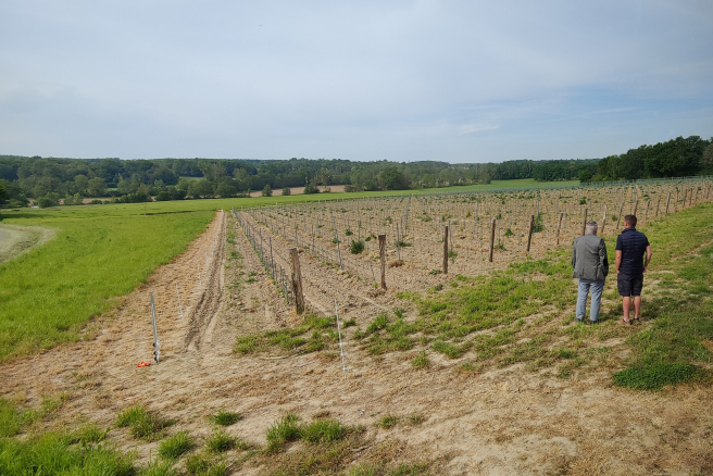 L'objectif est d'y produire du vin blanc et du vin rouge, sous l'appellation IGP Île-de-France