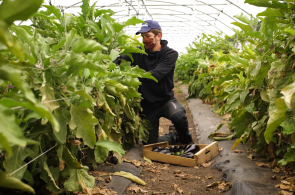 Les participants au chantier d’insertion « Jardin de Cocagne - ACR Potager Verger au château de la Roche-Guyon » sont formés au maraîchage. Ici, un participant récolte des aubergines.