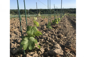Les premières vignes ont été plantées en 2021