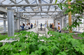 Dans une serre sur un toit, des personnes observent des plants de tomate
