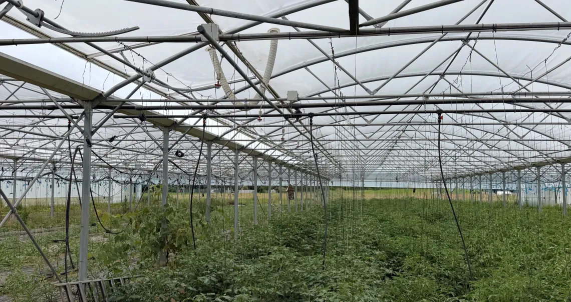 Des plantations sous une serre