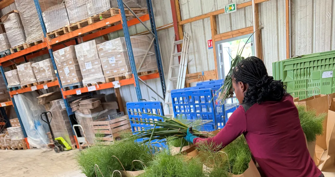 Une employée met en sac les produits récoltés