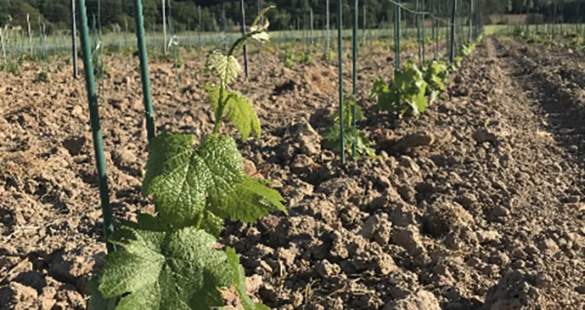Photo de vignes