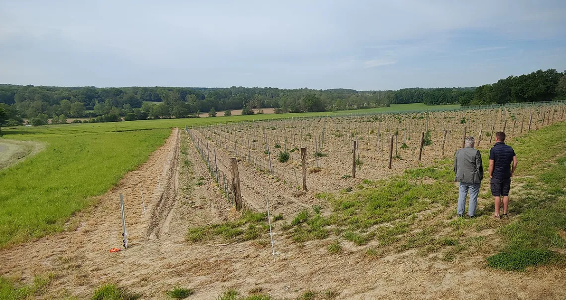 Vignes de la ferme du Chasne
