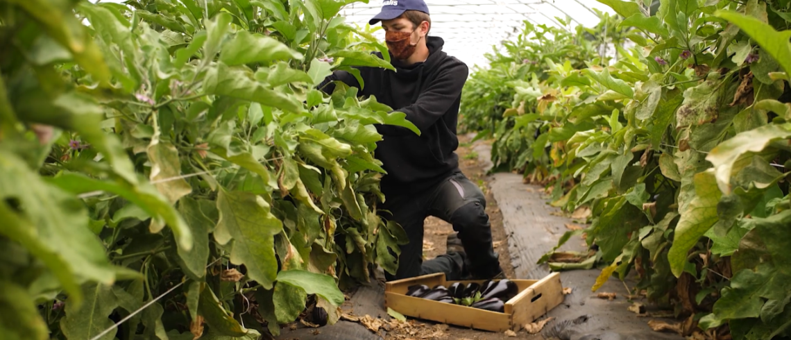 Les participants au chantier d’insertion « Jardin de Cocagne - ACR Potager Verger au château de la Roche-Guyon » sont formés au maraîchage. Ici, un participant récolte des aubergines.