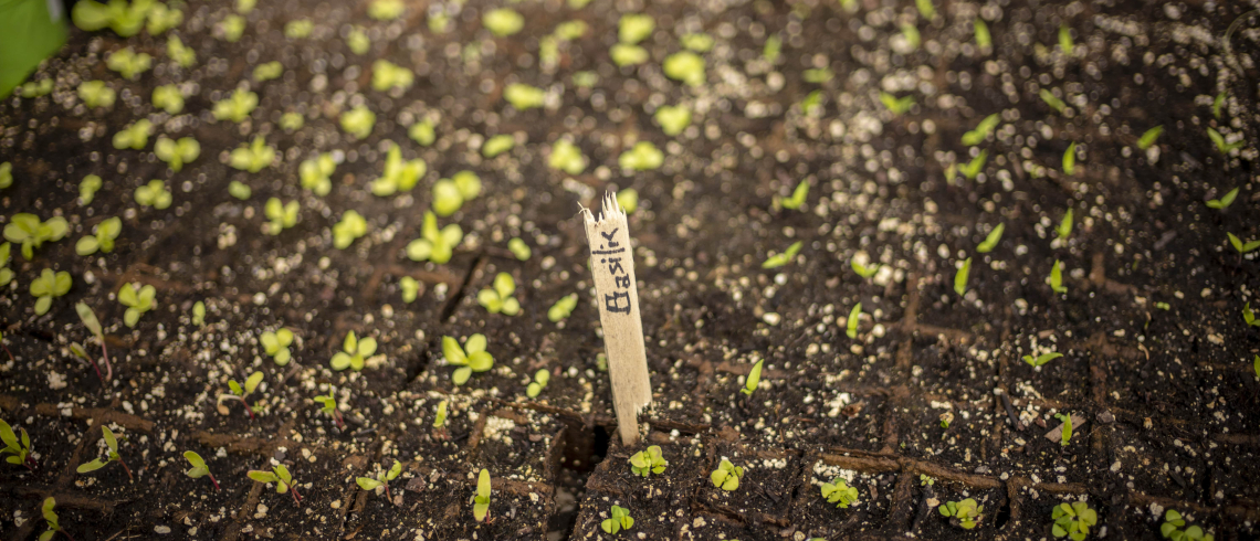 L'inclusion socioprofessionnelle par le maraîchage
