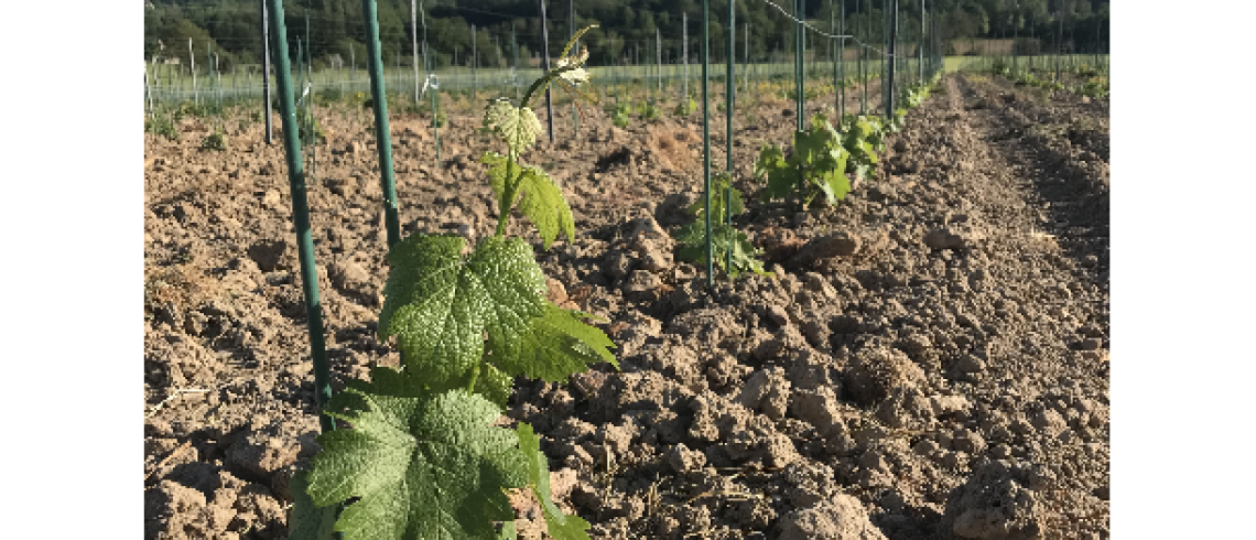 Les premières vignes ont été plantées en 2021