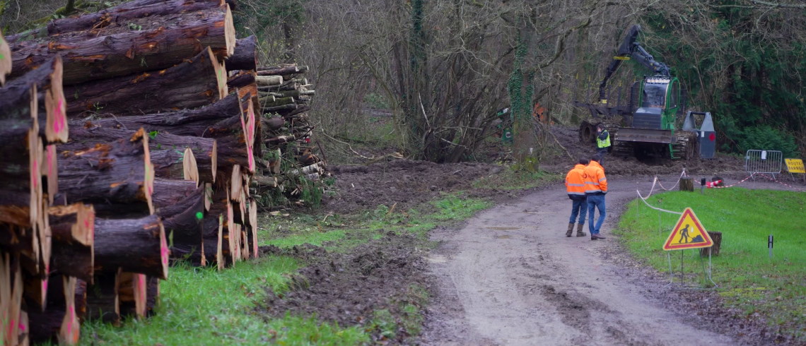 La photo présente des arbres coupés en forêt, illustrant l'entité INOÉ forêt, spécialisée dans les travaux forestiers d'abattage