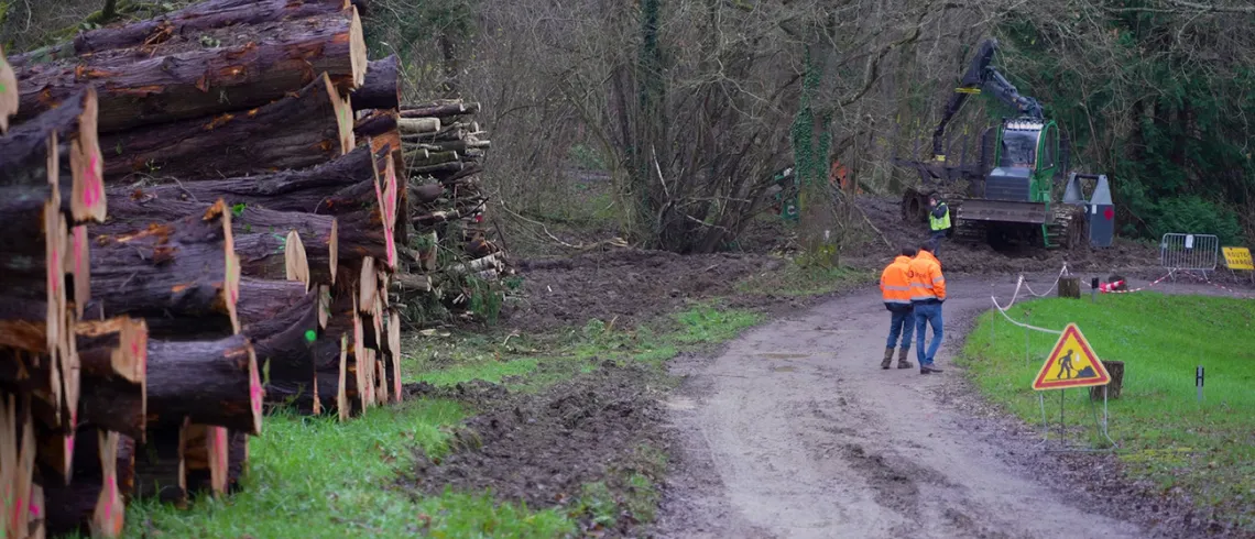 La photo présente des arbres coupés en forêt