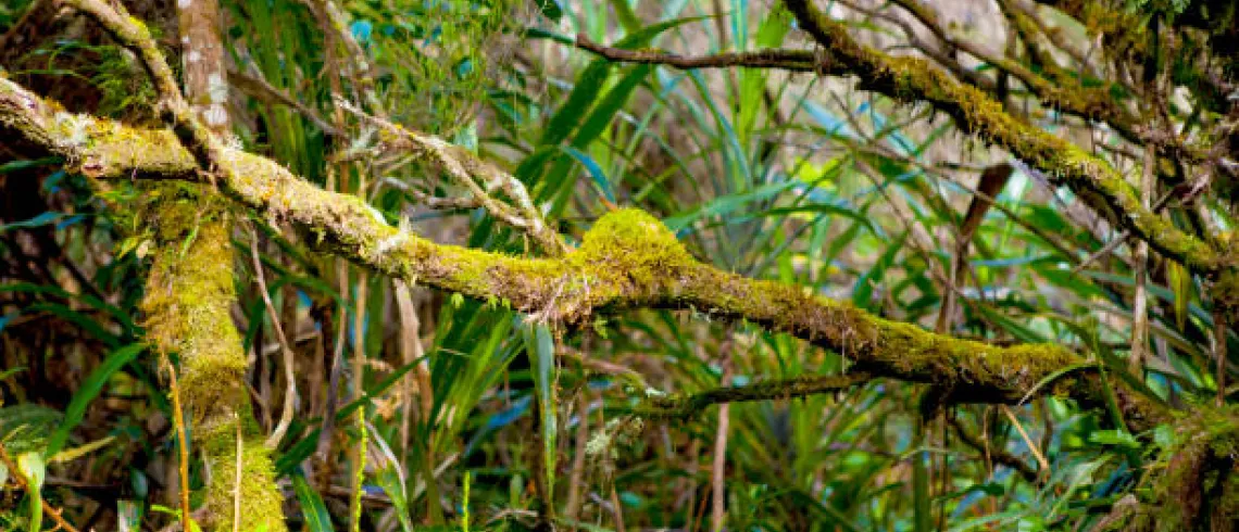 Photo d'une forêt remplie de plantes et de branches d'arbres