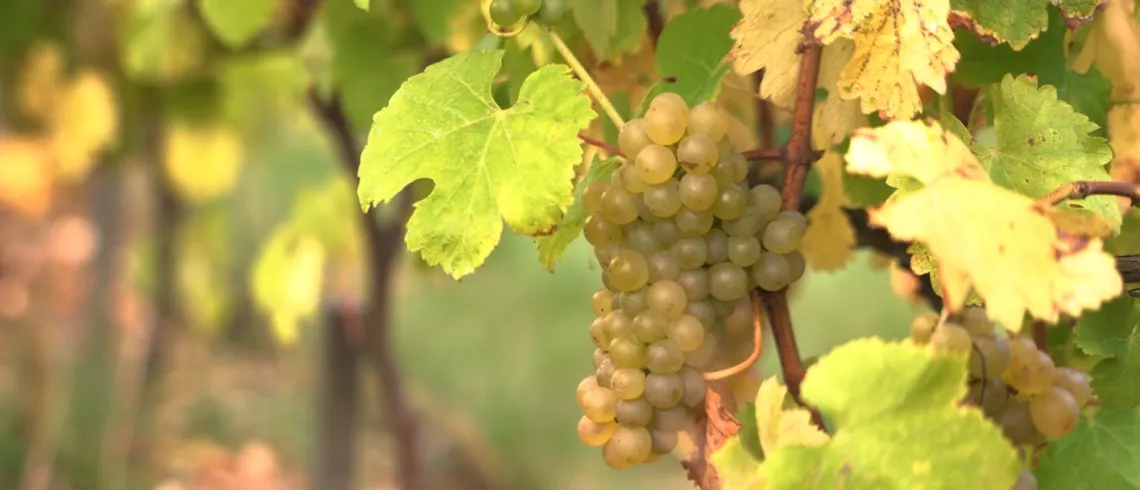 Photo de grappe de raisin sur son pied