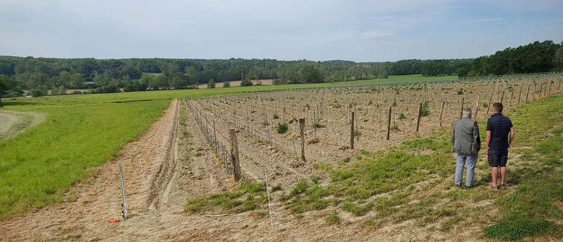 Vignes de la ferme du Chasne