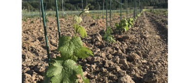 Les premières vignes ont été plantées en 2021