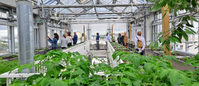 Dans une serre sur un toit, des personnes observent des plants de tomate