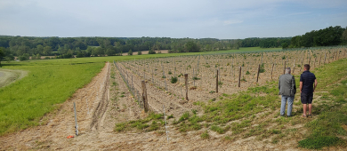 Vignes de la ferme du Chasne